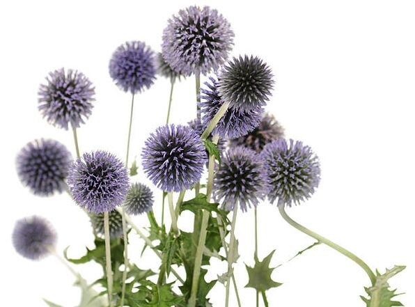 Echinops osana Hondro Sol Valgus puust